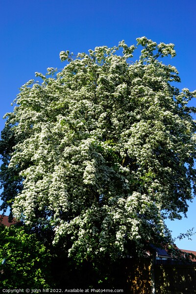 May Blossom on Hawthorn tree Picture Board by john hill