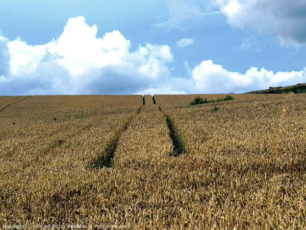 Wheat Field with tractor tracks. Picture Board by john hill