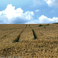 Buy canvas prints of Wheat Field with tractor tracks. by john hill