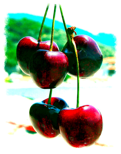 Greek Cherries Picture Board by john hill