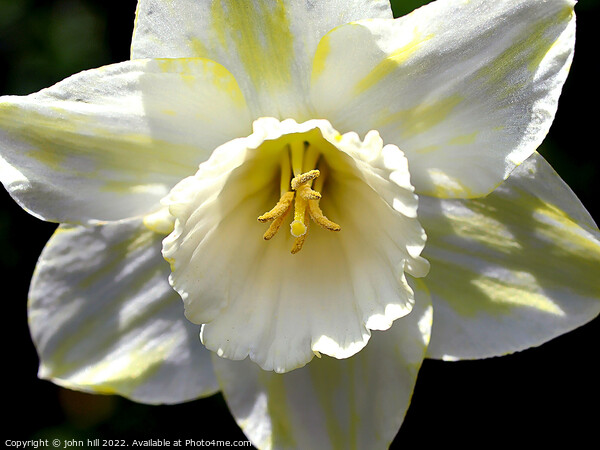 Hybrid White Daffodil. ( Narcissus ) Picture Board by john hill