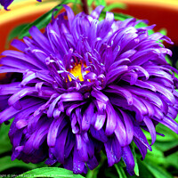 Buy canvas prints of Aster (violet blue) in close up. by john hill