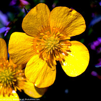 Buy canvas prints of Wild flower (Buttercup) by john hill