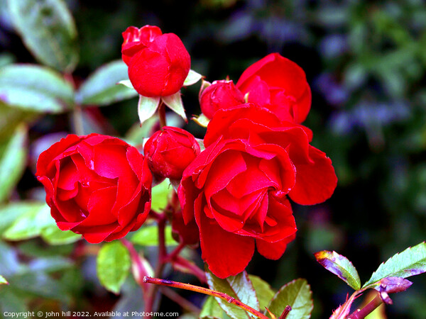 Red Roses Picture Board by john hill