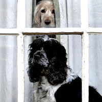 Buy canvas prints of Two dogs in the window by john hill