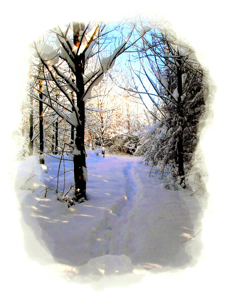Winter Wonderland in Portrait. Picture Board by john hill