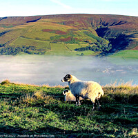 Buy canvas prints of Morning mist in Edale valley Derbyshire by john hill