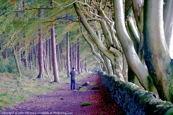 Beech trees, Upper moor,Matlock, Derbyshire  Picture Board by john hill