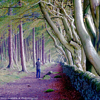 Buy canvas prints of Beech trees, Upper moor,Matlock, Derbyshire  by john hill