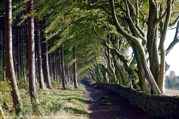 Woodland beech trees. Picture Board by john hill