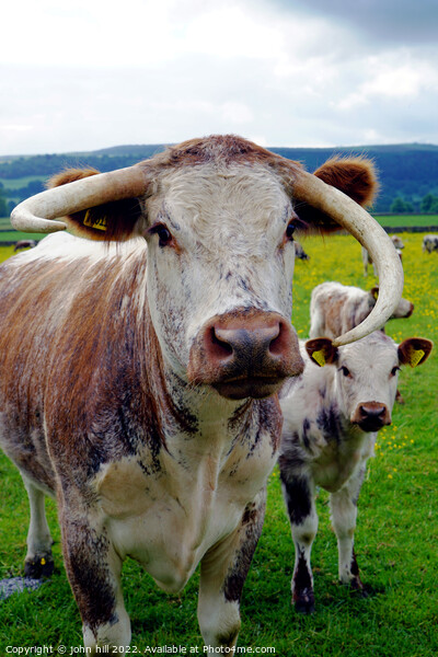 Longhorn cow and calf, Derbyshire Picture Board by john hill