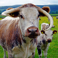 Buy canvas prints of Longhorn cow and calf, Derbyshire by john hill