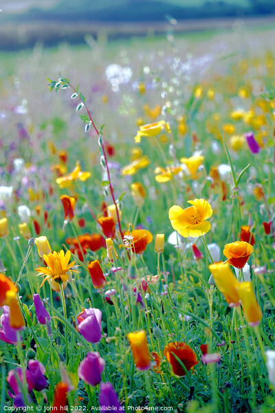 Wild flower field, Derbyshire Picture Board by john hill