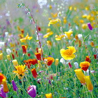Buy canvas prints of Wild flower field, Derbyshire by john hill