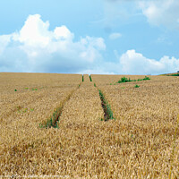 Buy canvas prints of Tractor tracks in Wheatfield. by john hill