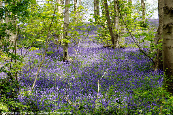 Bluebell woods. Picture Board by john hill