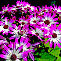 Buy canvas prints of Bycolor Senetti flowers. by john hill