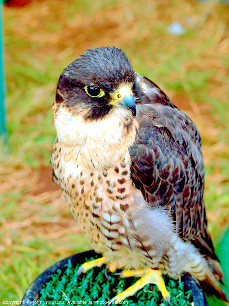Peregrine Saker Falcon. Picture Board by john hill