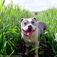 Buy canvas prints of Dog in Cornfield. by john hill