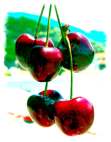 Succulent Greek Cherries by the Beach Picture Board by john hill