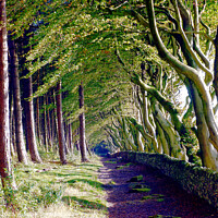 Buy canvas prints of The Crooked Beech Avenue by john hill