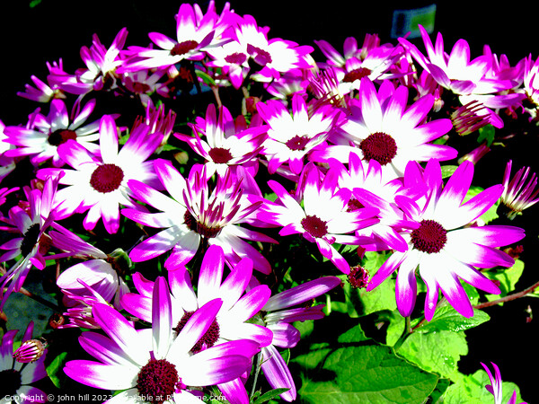 Vibrant Senetti Bicolour Flowers Picture Board by john hill