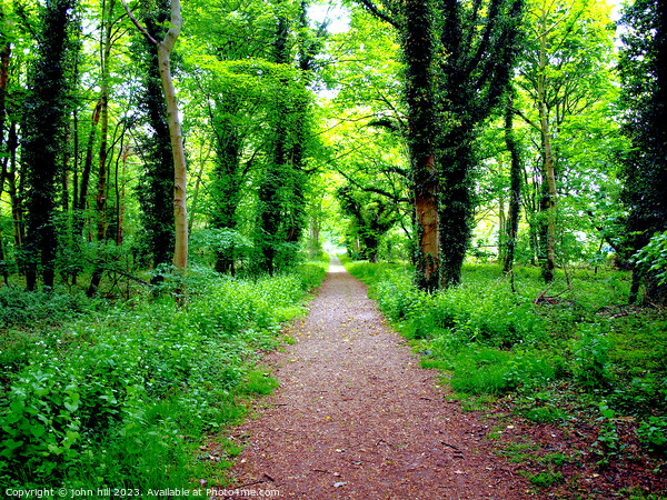 Enchanting Forest Path Picture Board by john hill