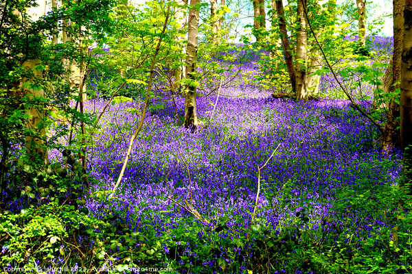 Enchanted Bluebell Woodland Picture Board by john hill