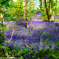 Buy canvas prints of Enchanted Bluebell Woodland by john hill