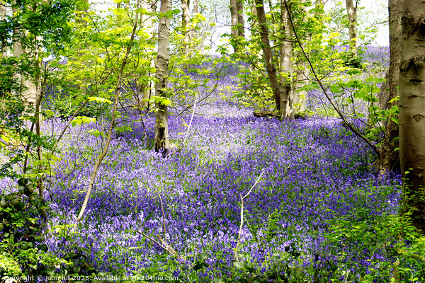 Enchanting Derbysire Bluebell Woodland Picture Board by john hill