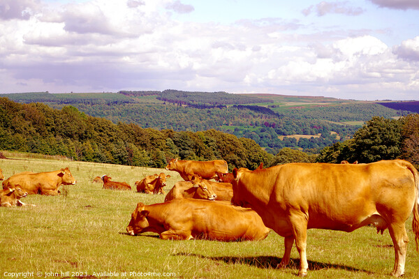 Serene Pastures: Derbyshire's Summer Tranquillity Picture Board by john hill