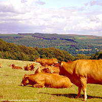 Buy canvas prints of Serene Pastures: Derbyshire's Summer Tranquillity by john hill