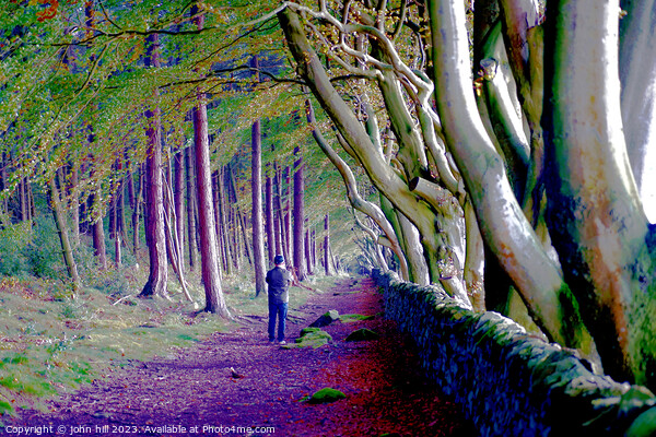 Enchanted Autumnal Beech Avenue Picture Board by john hill