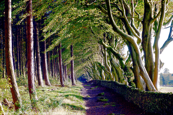 Woodland beech trees. Picture Board by john hill