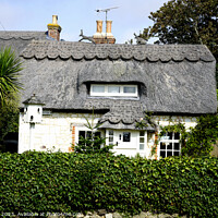 Buy canvas prints of Brighstone thatched cottages, Isle of Wight by john hill