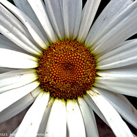 Buy canvas prints of giant Daisy in close up by john hill