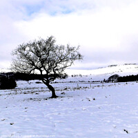 Buy canvas prints of Winter, Longshaw Estate, Derbyshire. by john hill