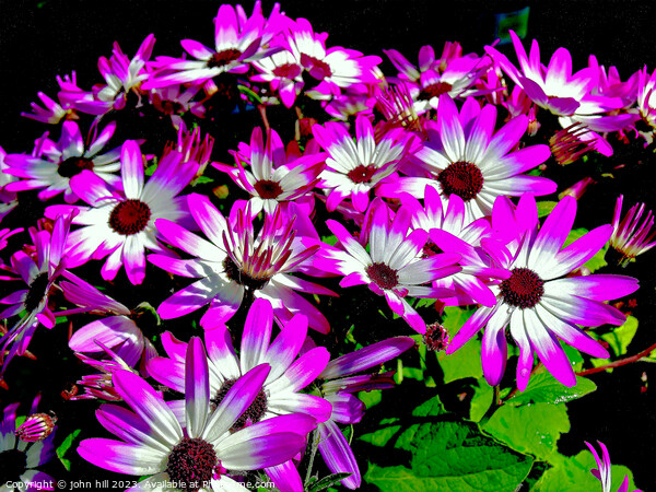 Bycolor Senetti flowers. Picture Board by john hill