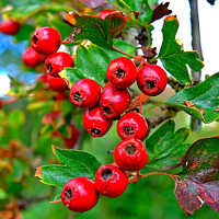 Buy canvas prints of Hawthorne berries. by john hill