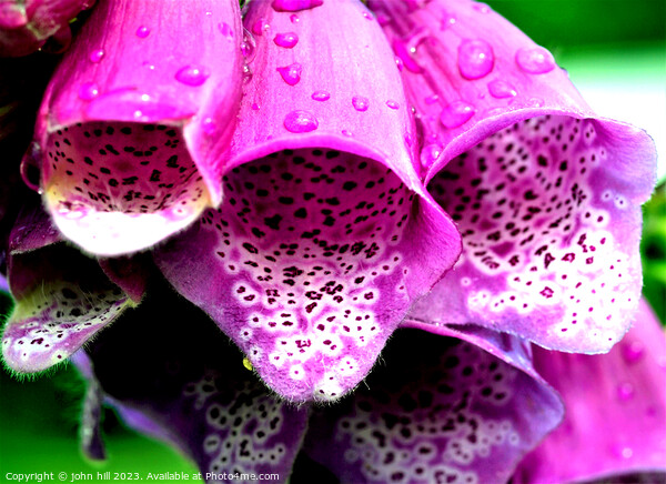 Purple Foxglove flower (Digitalis) Picture Board by john hill