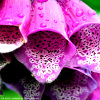 Buy canvas prints of Purple Foxglove flower (Digitalis) by john hill