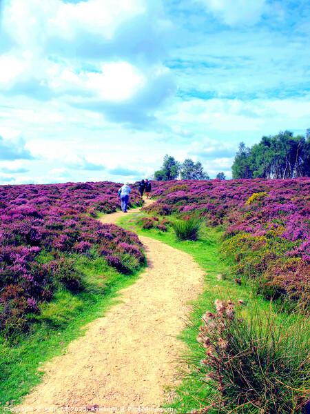 Flowering heather. Picture Board by john hill