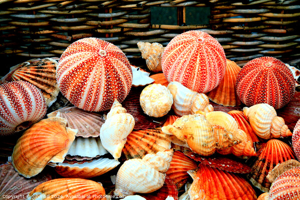 Sea shells Picture Board by john hill