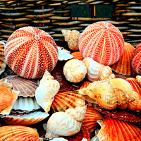 Buy canvas prints of Sea shells by john hill