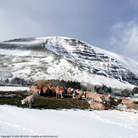 Buy canvas prints of Sheep on 'Mam tor' mountain in Derbyshire. by john hill