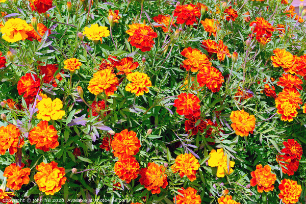 Marigold Tagetes patula flowers Picture Board by john hill