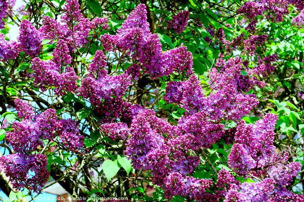 Lilac tree (Syringa vulgaris) in bloom. Picture Board by john hill