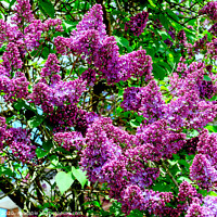 Buy canvas prints of Lilac tree (Syringa vulgaris) in bloom. by john hill