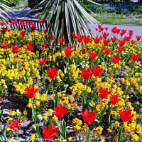 Buy canvas prints of Tulips and Aurina in a bed in the South cliff gardens at Scarborough in North Yorkshire. by john hill