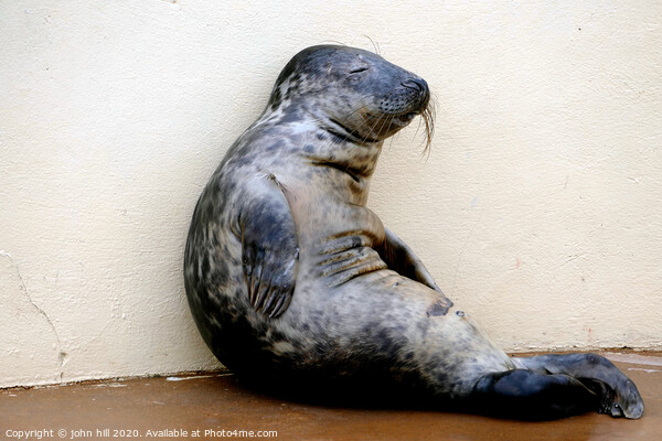 Relaxing seal.  Picture Board by john hill